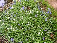Hyacinthoides non-scripta Chouard, subsp Non-Scripta X Hispanica, Miller Kerguelen (fam Hyacinthacees) (2) (Photo F. Mrugala)